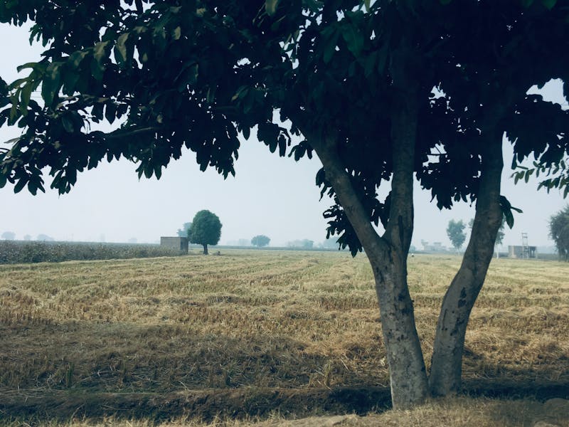 Stir-fried Razor Clams หอยแครงผัด